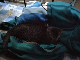 brown cat with dark brown spots on its body is laying down on a green blanket, brown feels soft and plush, while green feels smooth and moist