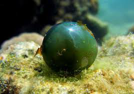  This is a picture of valoria ventricosa, it is shown sitting quietly on a bed of sand, it is a species of algae belonging to the chlorophyta phylum, and its colors range from dark green to grass green, dark green feels cold and waxy, meanwhile, grass green feels soft and warm.