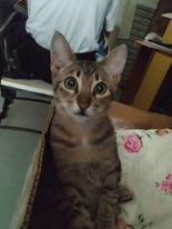 chcoc, a brown cat with dark brown spots across its body, is inside a cardboard box.